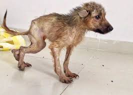 Do you remember Asia, our very first rescue dog? 🐾 She is ...