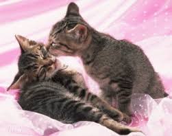 Résultat de recherche d'images pour "gifchat"