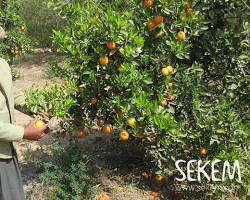 Image of Orange tree Egypt