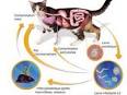 Parasites internes du chat : vers ronds et plats dangereux - SantVet