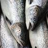 Story image for Best Pet Supplies Fish Supplies Fish Food For Sale from Financial Times