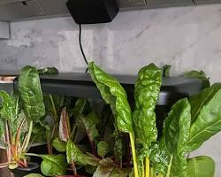 swiss chard hydroponic plant