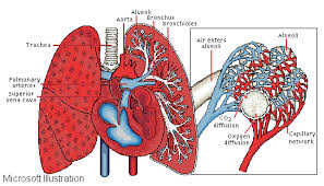 Resultado de imagen para los pulmones