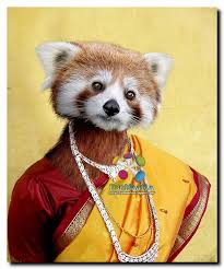 Image result for cat with funny dress