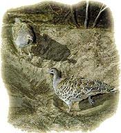 Hz.Sulejmani dhe përplasësi i vezëve të zogjve-Sadakaja e vogël mbron nga fatkeqësia e madhe (Tregim) Images?q=tbn:ANd9GcTHDbOBkZP8lZa5i_aNyC71nsQADIM46T49y3EO-2kp7Xu6cCoM