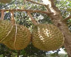 Image of Durian Petruk
