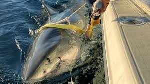 Massive great white shark spotted off NC coast. See where its headed
