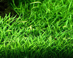 fertilizer for weed plants Greenview Fairway Formula Weed & Feed & Crabgrass Preventer main image 0