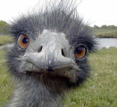 Image result for ostrich