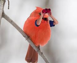 Image result for 鳥人