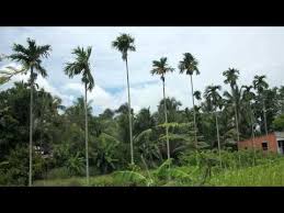 Image result for phong cảnh quê hương