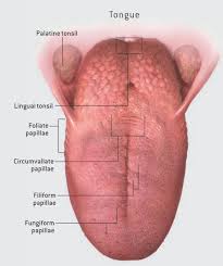 Image result for tongue