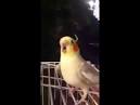 virtual villagers 2 parrots talking to people