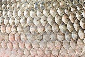 英和画像辞典：(fish scales)の関連画像一覧！