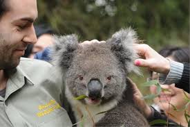 Ballarat Wildlife Park welcomes new koala handling laws. Ballarat Wildlife Park keeper Stuart Parker with Yogi the koala. Picture: Andrew Kelly - 0cce83a6-f7f9-4d8e-8ddb-3dda8300ed28