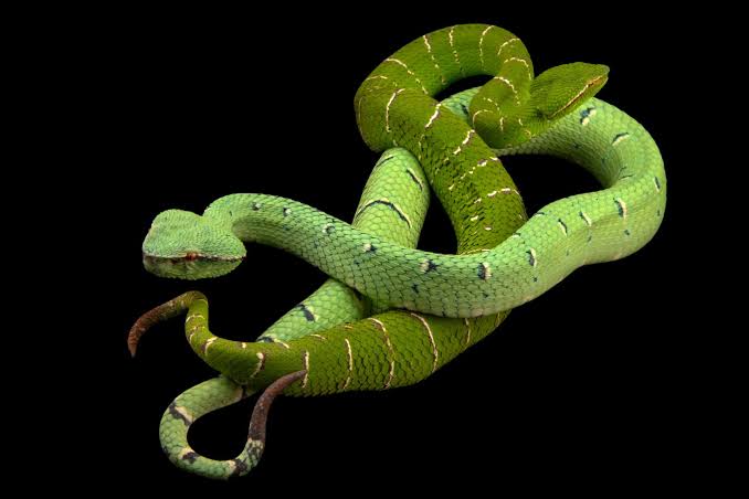 Bornean Keeled Green Pit Viper (Tropidolaemus subannulatus) - Joel Sartore