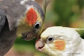 Resultado de imagem para fotos de bico de calopsita