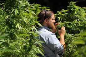 Resultado de imagen de Legalization