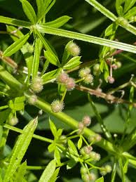 Cleavers in the Autumntime - Herbal Roots zine