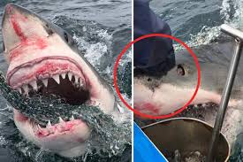 Aussie fishermen stunned by behaviour of massive great white ...