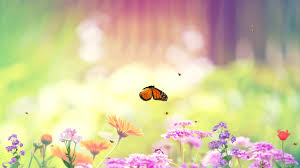 Image result for animated butterflies wallpaper