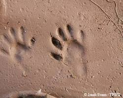 Image of Raccoon tracks in Texas