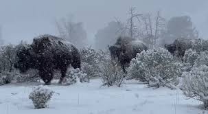 Bison Herd Battles Heavy, Spring Snow In Yellowstone National Park