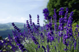 Bildergebnis für lavendel