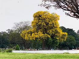 पंजाब के 8 जिलों में बारिश-आंधी का अलर्ट: हीट वेव से राहत, तापमान सामान्य के करीब; 8 मई तक मौसम में बदलाव