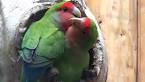 Pictures of 2 parrots talking video <?=substr(md5('https://encrypted-tbn3.gstatic.com/images?q=tbn:ANd9GcTI_sM2u2Xj4HC1CxjWW7IOdguI0r5lop4Oti2IYu0yB0GSasfZpAE3sKQ'), 0, 7); ?>