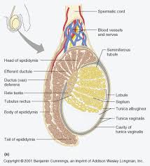 Hasil gambar untuk testis