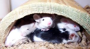 Resultado de imagen para mice