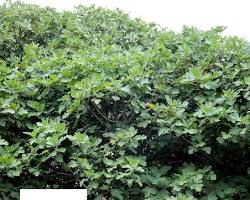 Image of Fig Tree Texas