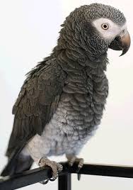 Image result for african grey parrot for sale