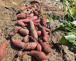탐스럽게 덩굴을 뻗은 고구마 밭과 수확한 고구마 이미지 이미지