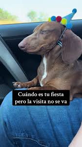 Cuando Llegan Mis Invitados A Mi Cumple | TikTok