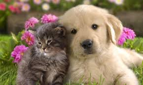 Image result for cat and animals