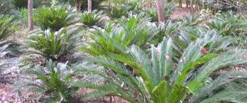 ornamental plants ile ilgili görsel sonucu
