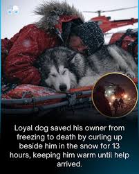 A Heartfelt Story of Loyalty: How One Dog Saved His Owner’s Life with ...