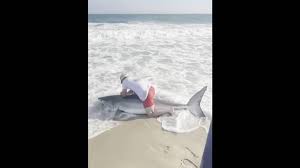 shark