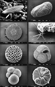 Picture of Microfossil