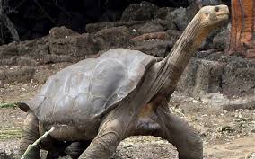 Image result for galapagos islands tortoises