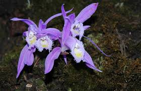 Image result for sikkim images