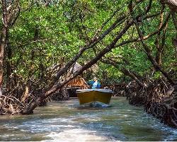 Image of Mangrove Forests Havelock Island