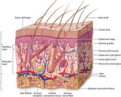 Histology Skin Layers 1
