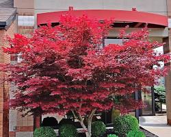 Japanese Maple tree