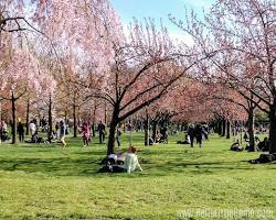 Image of High Line cherry blossoms