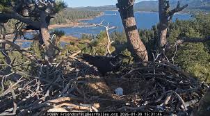 Beloved Big Bear Eagles Jackie and Shadow Lose Eggs After Raven Attack