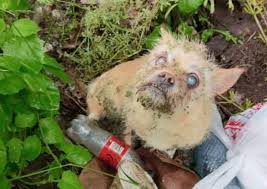 Sie wurde im Graben zum Sterben... - Hunde Für Anfänger | Facebook