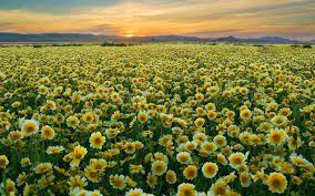 Image result for flower field images